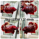 Live Male Betta Red Galaxy Stardust Plakat (Sky-1233) High quality What you see What you get!!