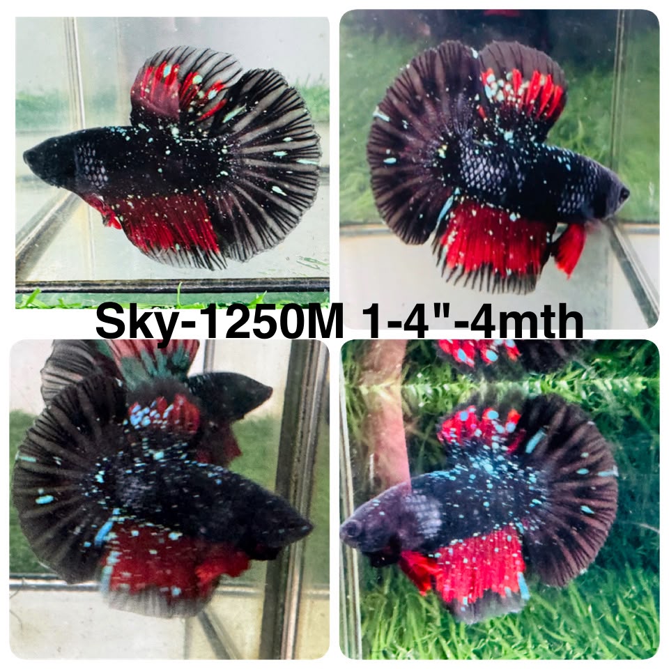 Live Male Betta Black Galaxy Stardust Super Delta (Sky-1250) High quality What you see What you get!!