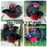 Live Male Betta Black Galaxy Stardust Super Delta (Sky-1250) High quality What you see What you get!!