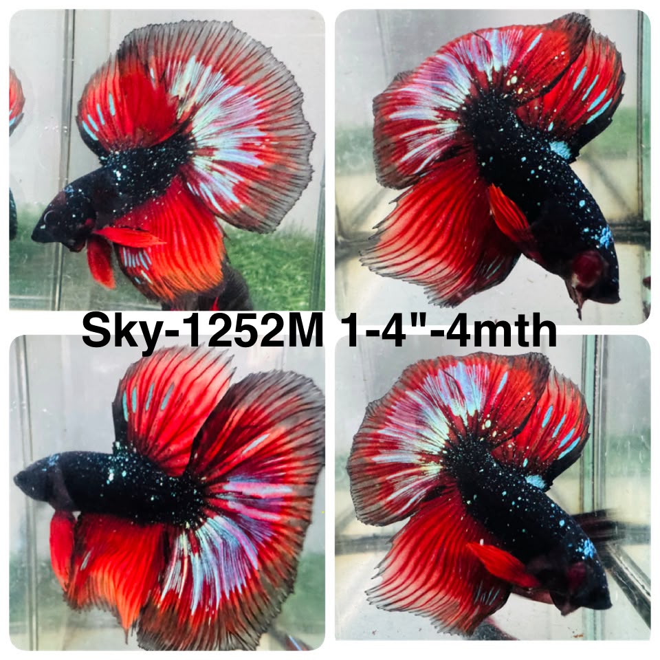 Live Male Betta Black Red Galaxy Koi Halfmoon (Sky-1252) High quality What you see What you get!!
