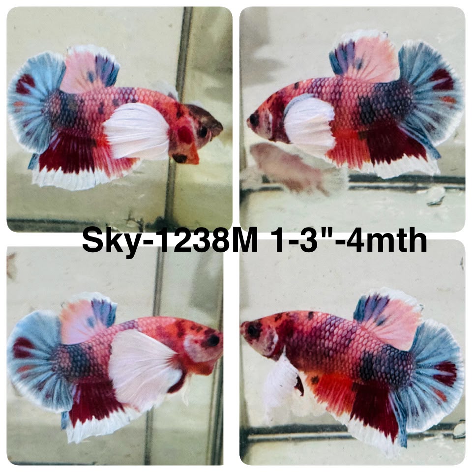 Live Male Betta Fancy Koi Dumbo big ear Plakat (Sky-1238) High quality What you see What you get!!