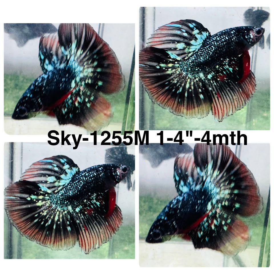Live Male Betta Black Galaxy Avatar Halfmoon (Sky-1255) High quality What you see What you get!!