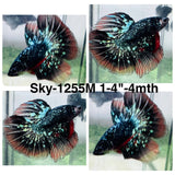 Live Male Betta Black Galaxy Avatar Halfmoon (Sky-1255) High quality What you see What you get!!