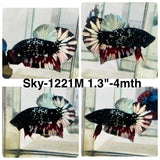 Live Male Betta Black Copper Galaxy Stardust Plakat (Sky-1221) High quality What you see What you get!!