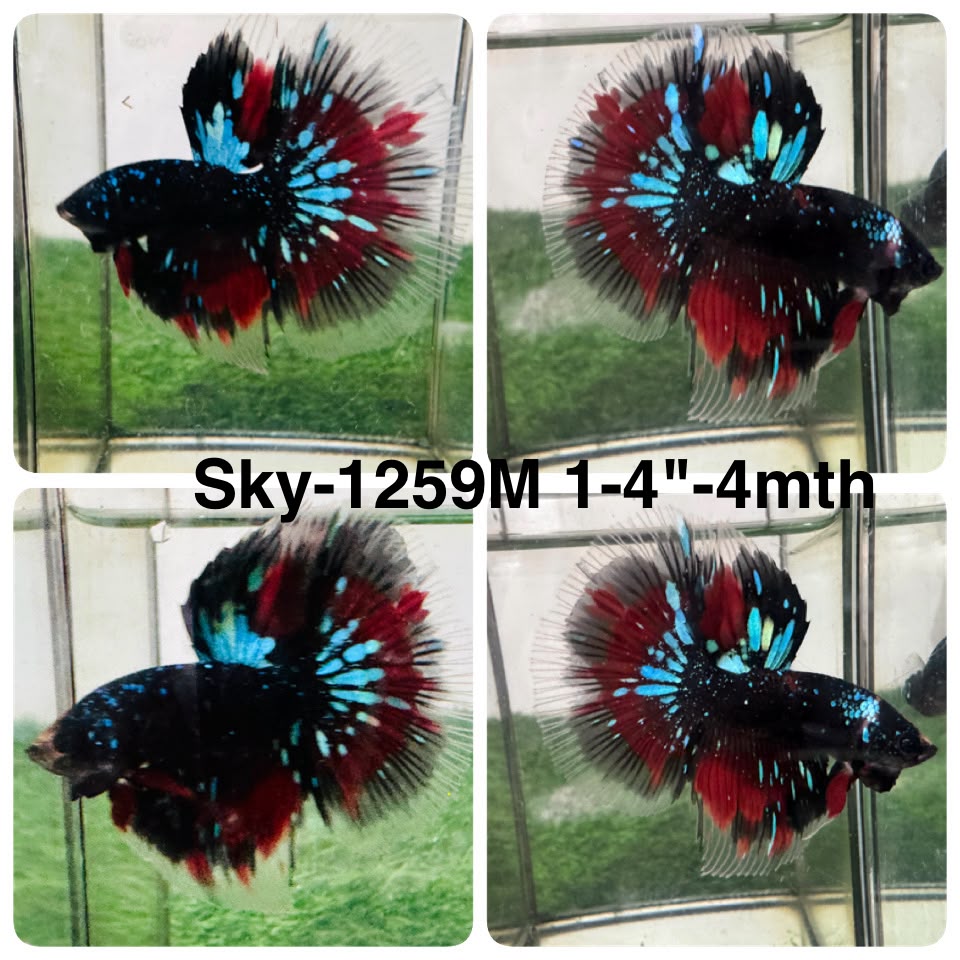 Live Male Betta Black Galaxy Koi Halfmoon (Sky-1259) High quality What you see What you get!!