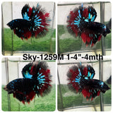 Live Male Betta Black Galaxy Koi Halfmoon (Sky-1259) High quality What you see What you get!!
