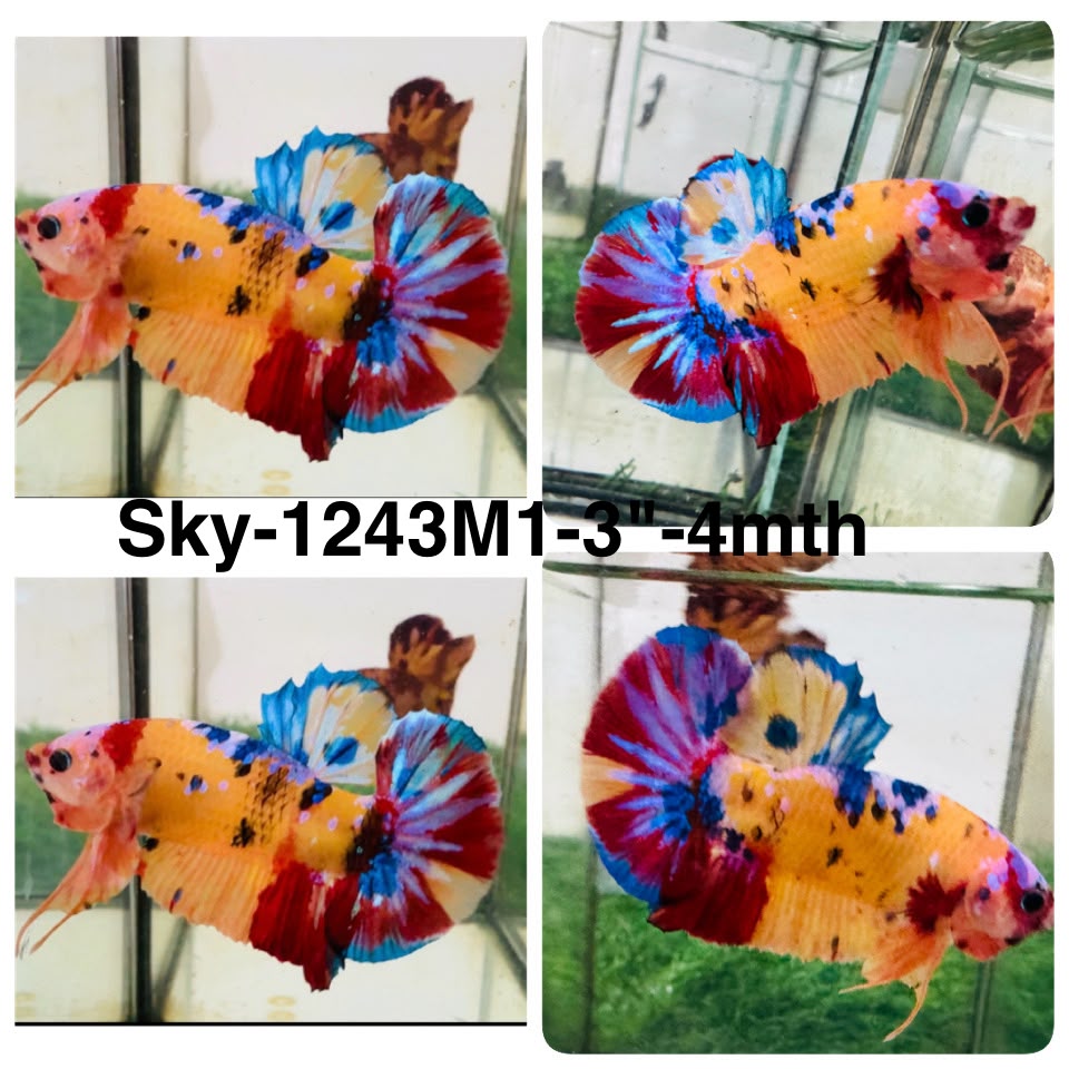 Live Male Betta Candy Nemo Plakat (Sky-1243) High quality What you see What you get!!