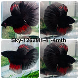 Live Male Betta Black Koi Halfmoon (Sky-1262) High quality What you see What you get!!
