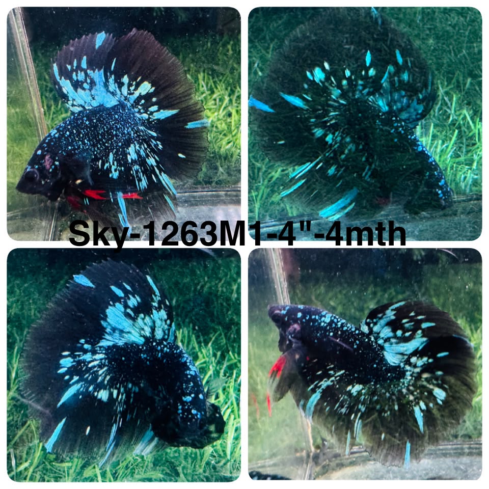 Live Male Betta Black Galaxy Avatar Halfmoon (Sky-1263) High quality What you see What you get!!