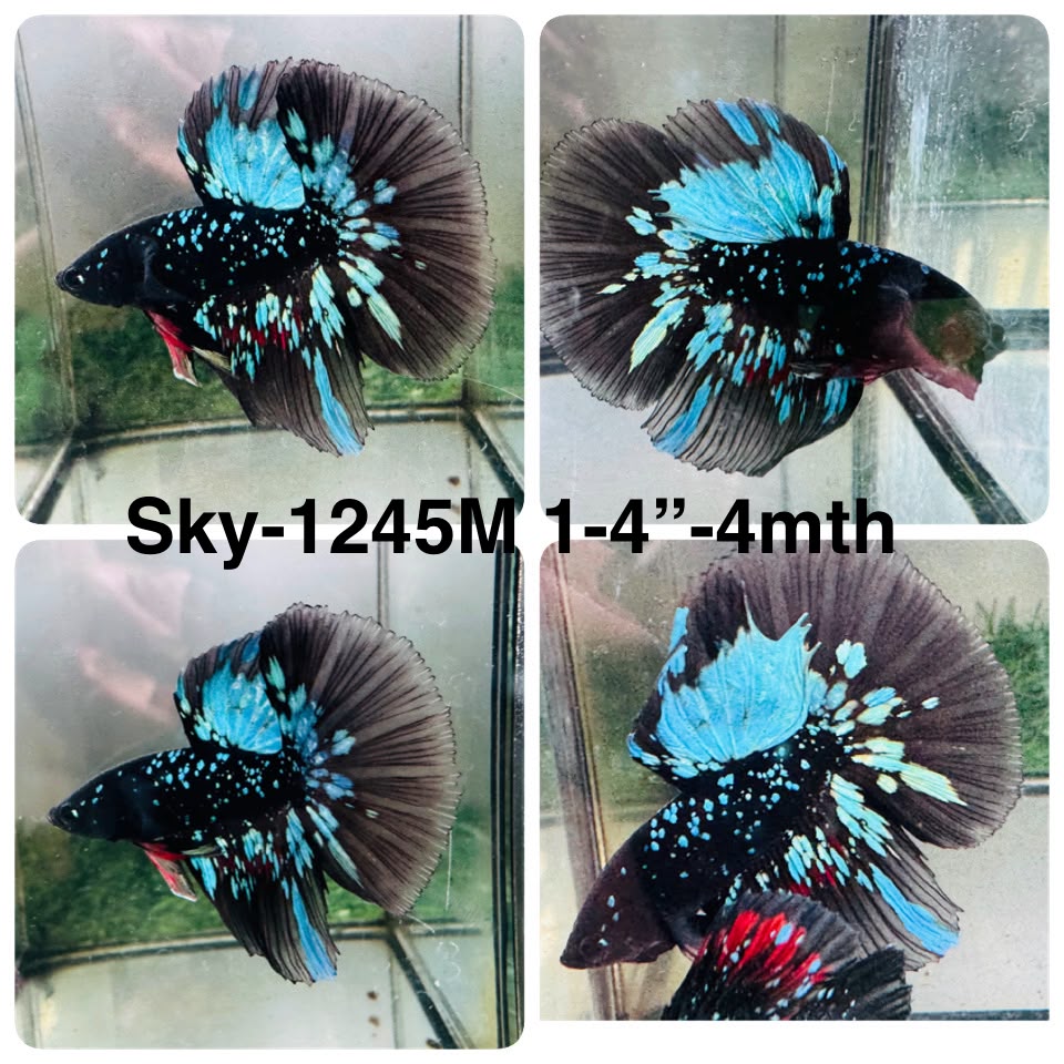 Live Male Betta Black Galaxy Avatar Halfmoon (Sky-1245) High quality What you see What you get!!