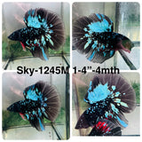 Live Male Betta Black Galaxy Avatar Halfmoon (Sky-1245) High quality What you see What you get!!