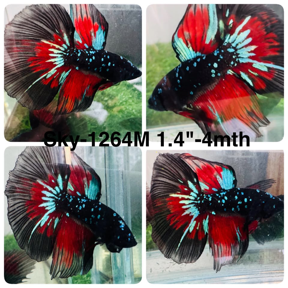 Live Male Betta Black Galaxy Koi Halfmoon (Sky-1264) High quality What you see What you get!!