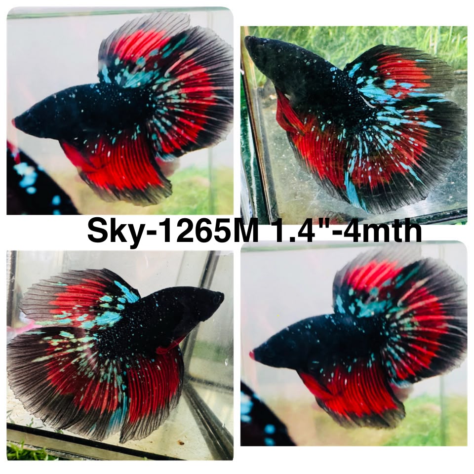 Live Male Betta Black Galaxy Koi Super Delta (Sky-1265) High quality What you see What you get!!