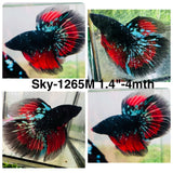 Live Male Betta Black Galaxy Koi Super Delta (Sky-1265) High quality What you see What you get!!