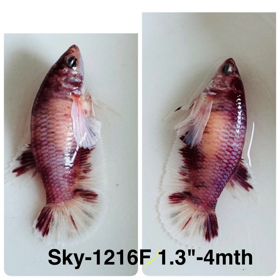 Live Female Betta Fancy Koi Dumbo big ear Plakat (Sky-1216) High quality What you see What you get!!
