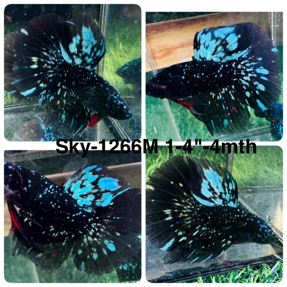 Live Male Betta Black Galaxy Avatar Halfmoon (Sky-1266) High quality What you see What you get!!