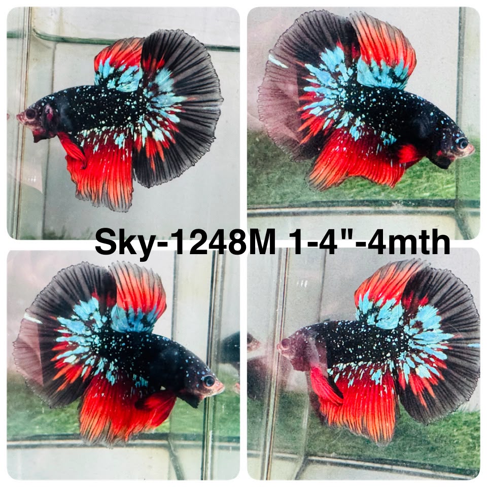 Live Male Betta Black Galaxy Stardust Super Delta (Sky-1248) High quality What you see What you get!!
