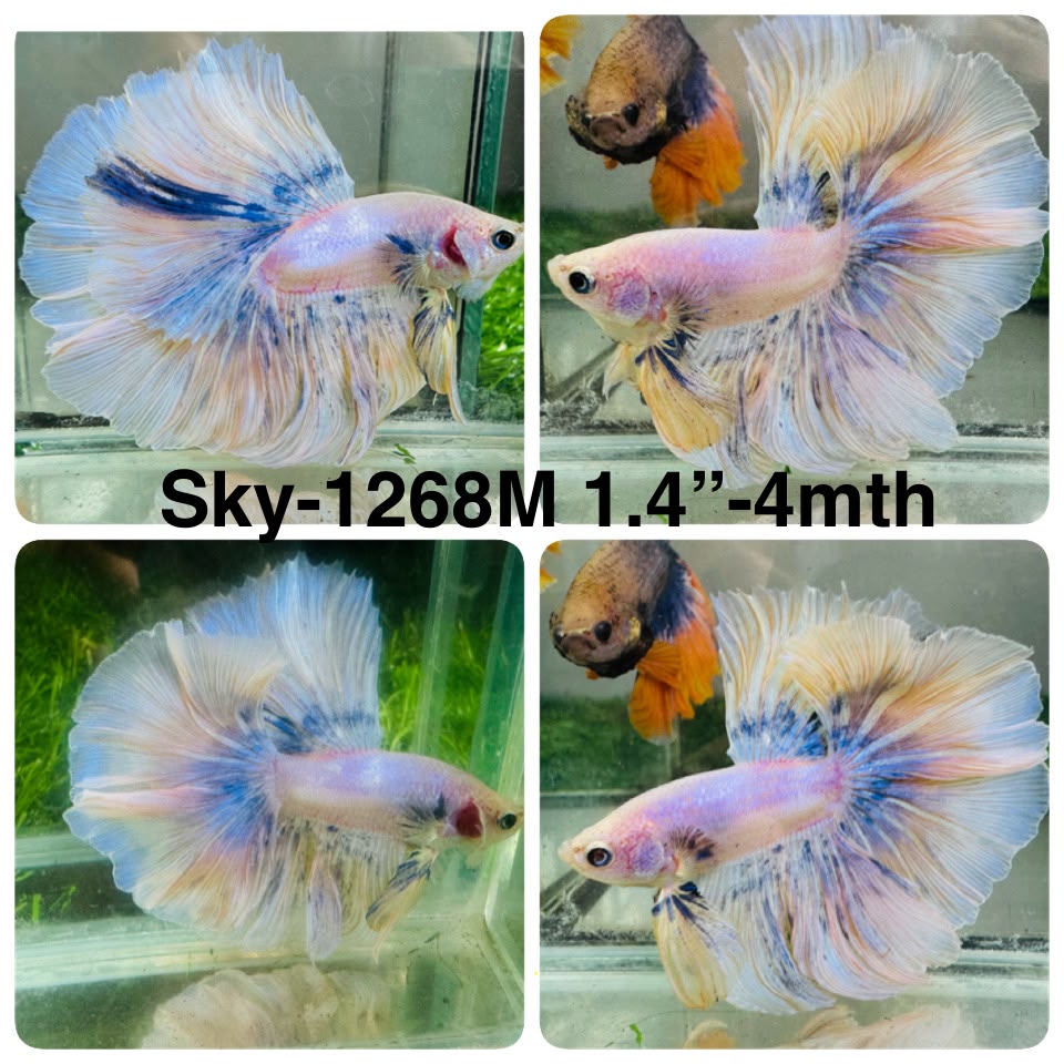 Live Male Betta Fancy Grizzle Pastel Colors Halfmoon (Sky-1268) High quality What you see What you get!!