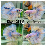 Live Male Betta Fancy Grizzle Pastel Colors Halfmoon (Sky-1268) High quality What you see What you get!!