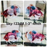 Live Male Betta Candy Sweet colors Dumbo big ear Plakat (Sky-1234) High quality What you see What you get!!