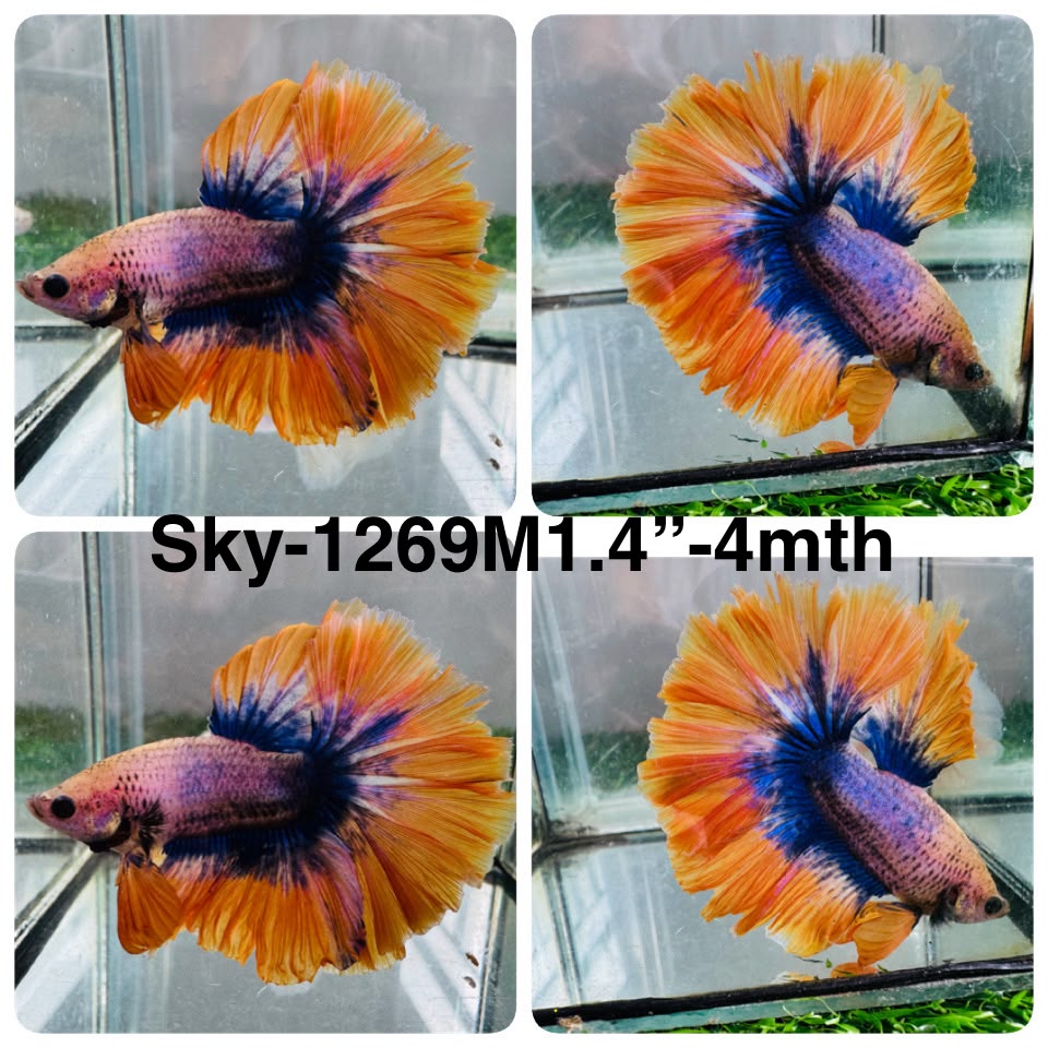 Live Male Betta Fancy Yellow Grizzle Halfmoon (Sky-1269) High quality What you see What you get!!