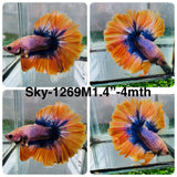 Live Male Betta Fancy Yellow Grizzle Halfmoon (Sky-1269) High quality What you see What you get!!