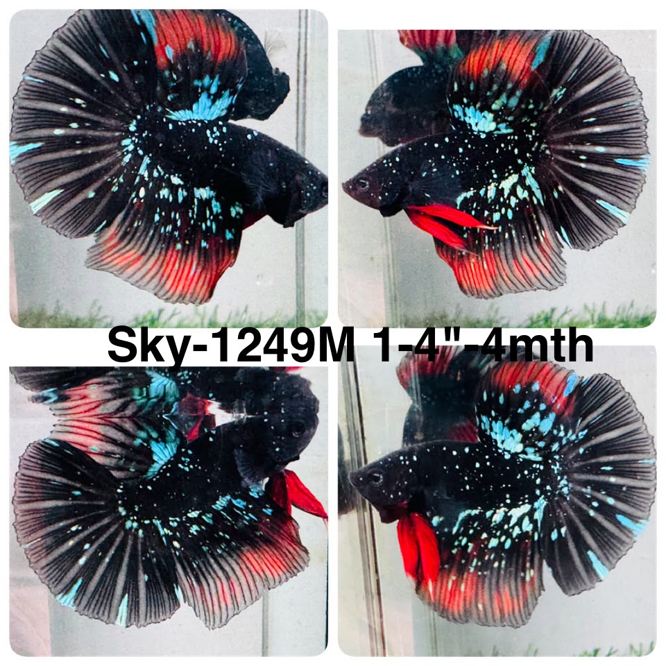 Live Male Betta Black Galaxy Avatar Super Delta (Sky-1249) High quality What you see What you get!!