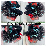 Live Male Betta Black Galaxy Avatar Super Delta (Sky-1249) High quality What you see What you get!!