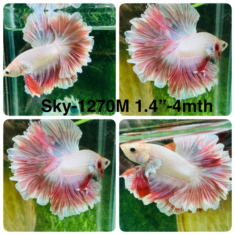 Live Male Betta Fancy Red Combodian Halfmoon Rosetail (Sky-1270) High quality What you see What you get!!