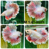 Live Male Betta Fancy Red Combodian Halfmoon Rosetail (Sky-1270) High quality What you see What you get!!