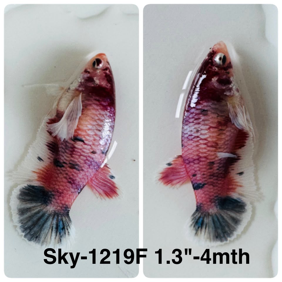 Live Female Betta Candy Sweet colors Dumbo big ear Plakat (Sky-1219) High quality What you see What you get!!