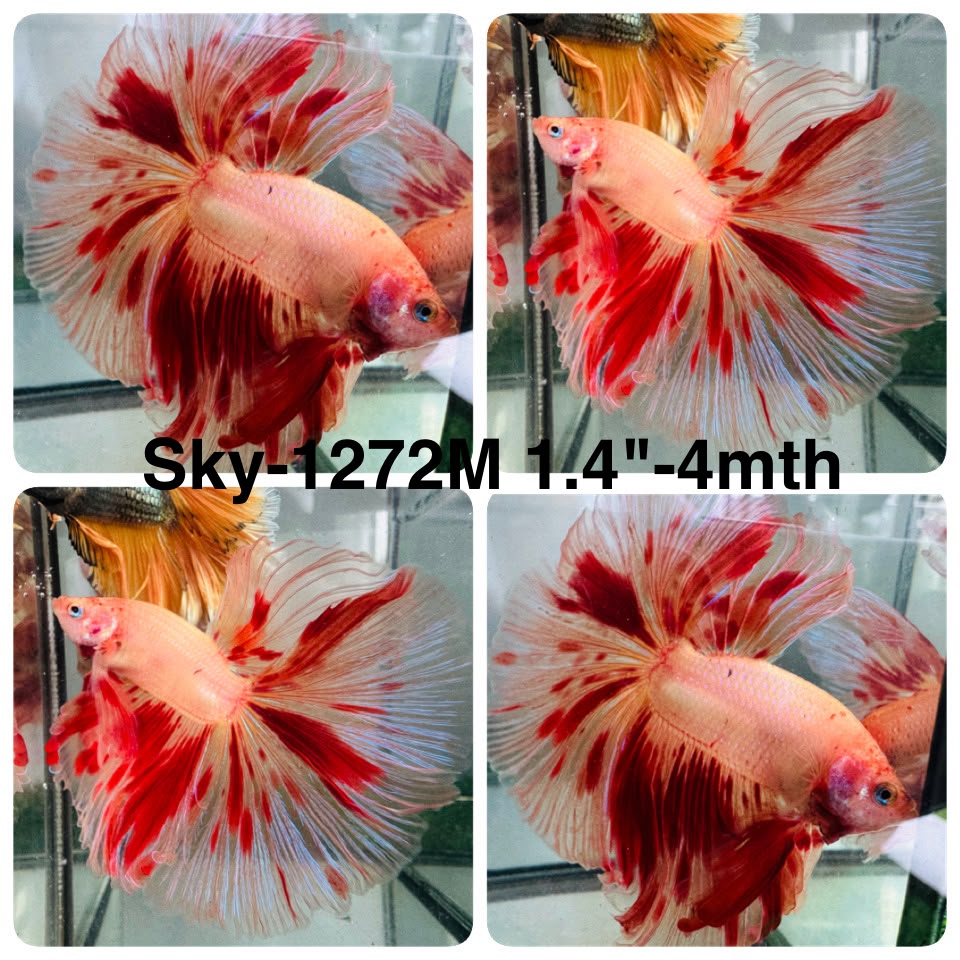 Live Male Betta Orange Vanda Armageddon Halfmoon (Sky-1272) High quality What you see What you get!!