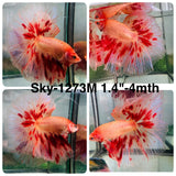 Live Male Betta Orange Vanda Armageddon Halfmoon (Sky-1273) High quality What you see What you get!!