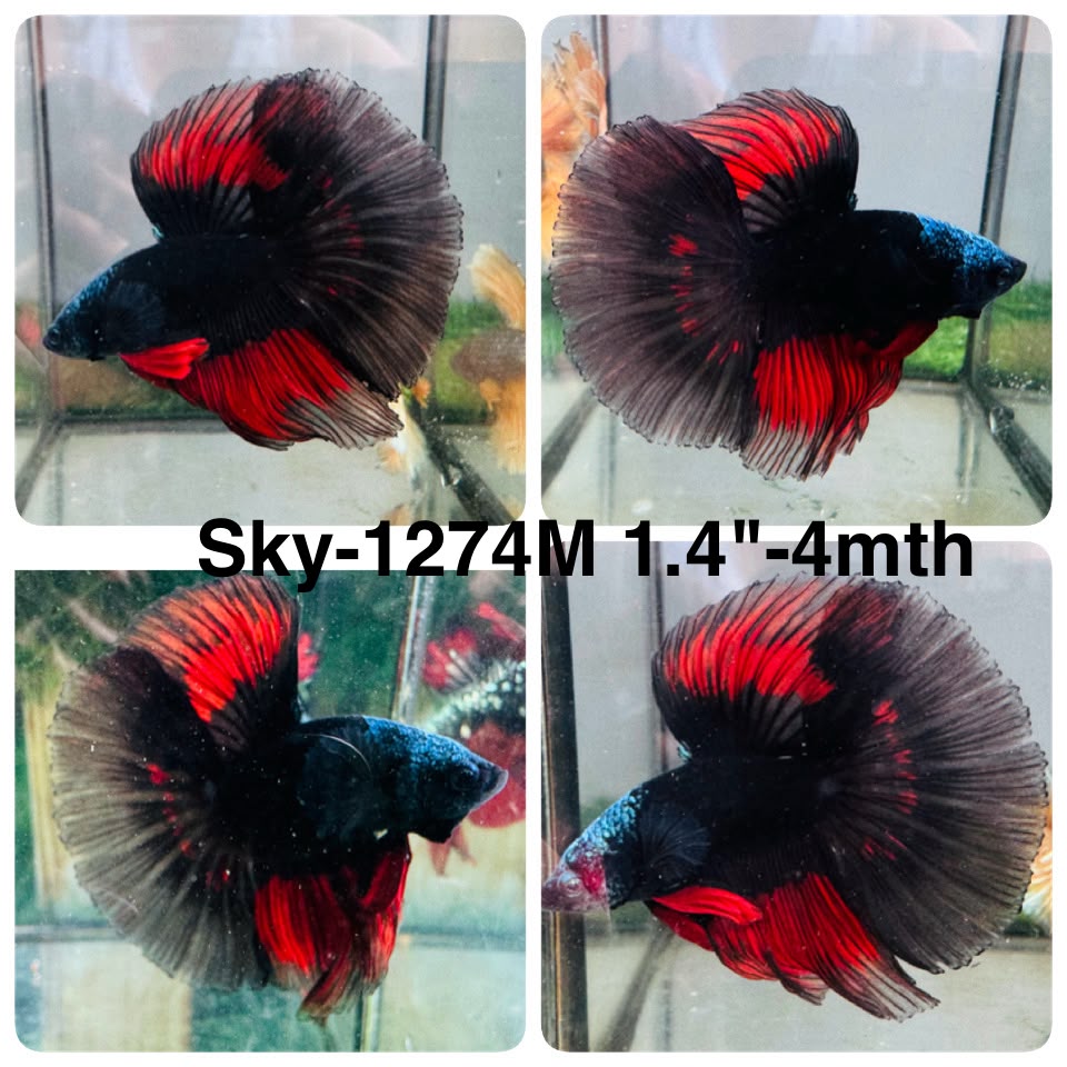 Live Male Betta Black Red Devil Vampire Halfmoon (Sky-1274) High quality What you see What you get!!