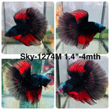 Live Male Betta Black Red Devil Vampire Halfmoon (Sky-1274) High quality What you see What you get!!