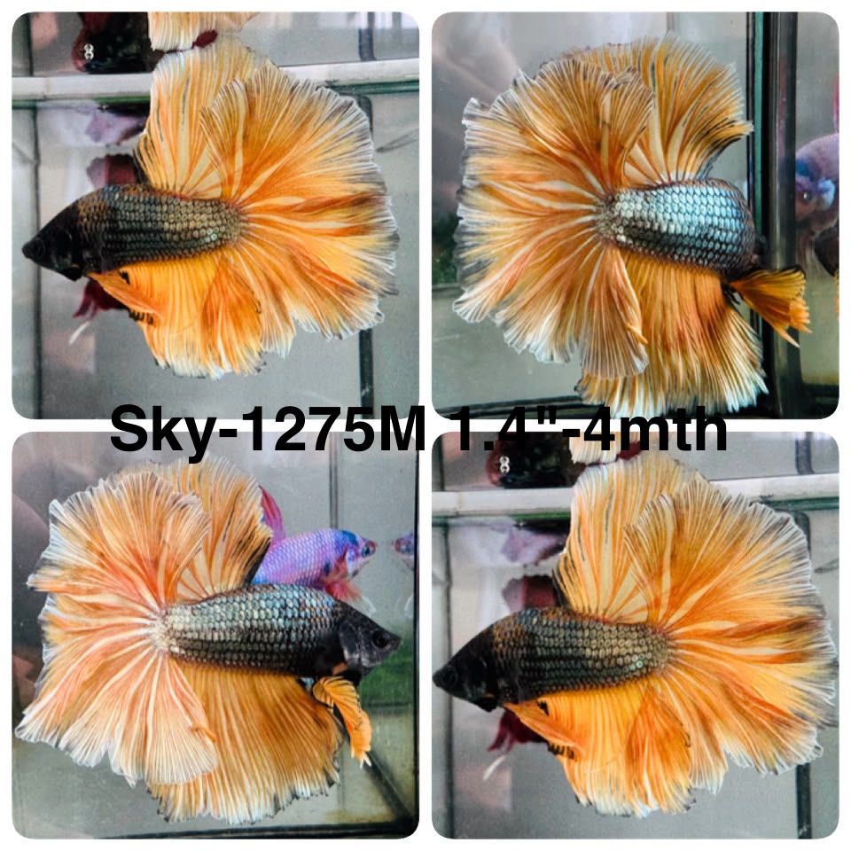 Live Male Betta Yellow Copper Mustard Over Halfmoon  (Sky-1275) High quality What you see What you get!!