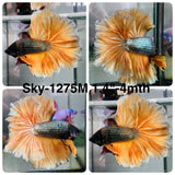 Live Male Betta Yellow Copper Mustard Over Halfmoon  (Sky-1275) High quality What you see What you get!!