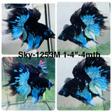 Live Male Betta Blue Black Galaxy Avatar Halfmoon (Sky-1253) High quality What you see What you get!!