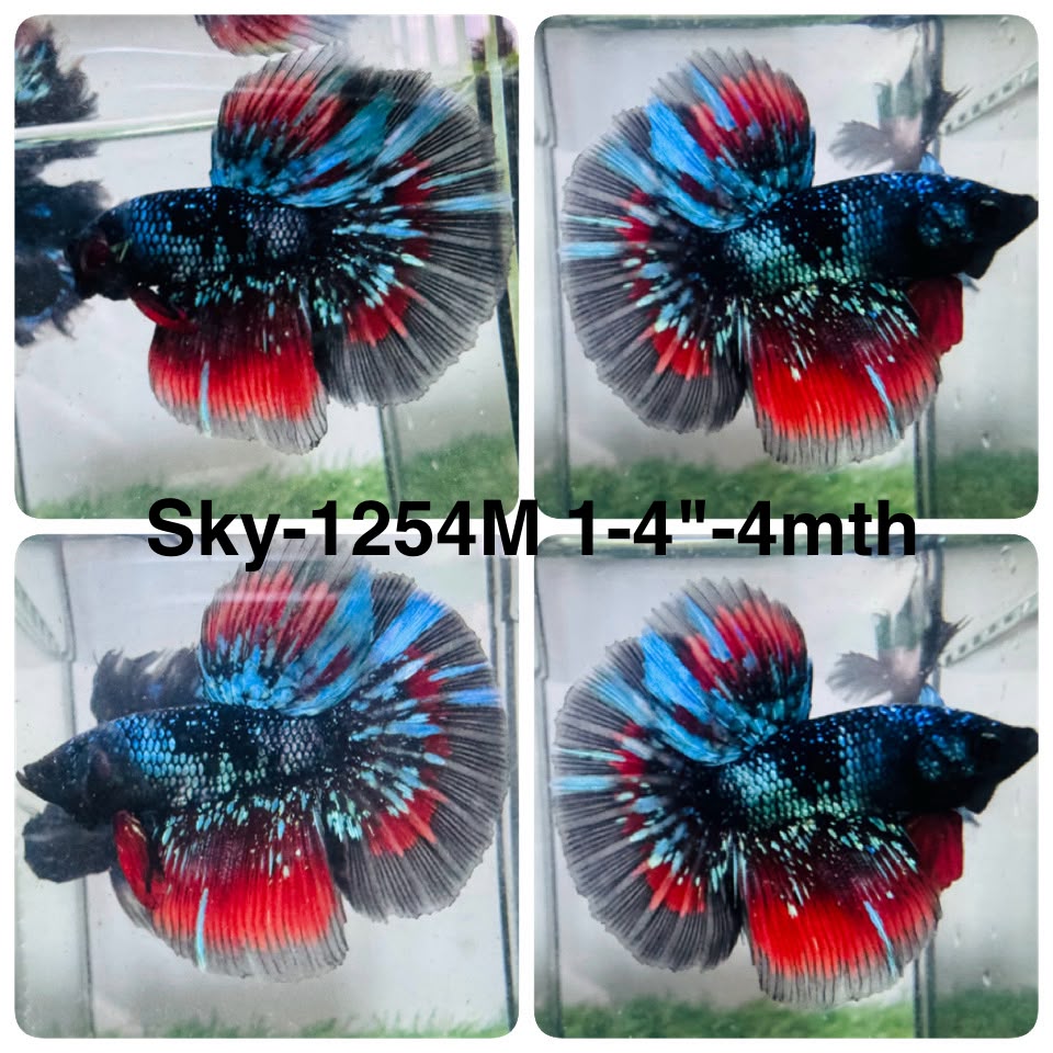 Live Male Betta Black Galaxy Avatar Halfmoon (Sky-1254) High quality What you see What you get!!