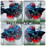Live Male Betta Black Galaxy Avatar Halfmoon (Sky-1254) High quality What you see What you get!!