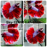 Live Male Betta Red purple Lavender Halfmoon (Sky-1277) High quality What you see What you get!!