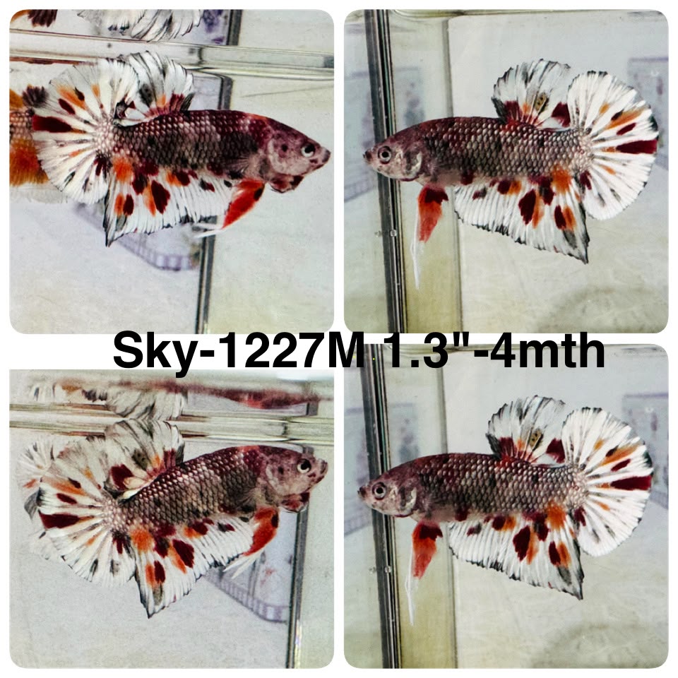 Live Male Betta Orange Copper Koi Metallic Plakat (Sky-1227) High quality What you see What you get!!
