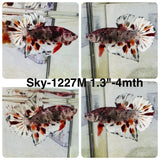 Live Male Betta Orange Copper Koi Metallic Plakat (Sky-1227) High quality What you see What you get!!