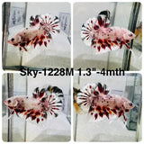 Live Male Betta Fancy Copper Marble Metallic Plakat (Sky-1228) High quality What you see What you get!!