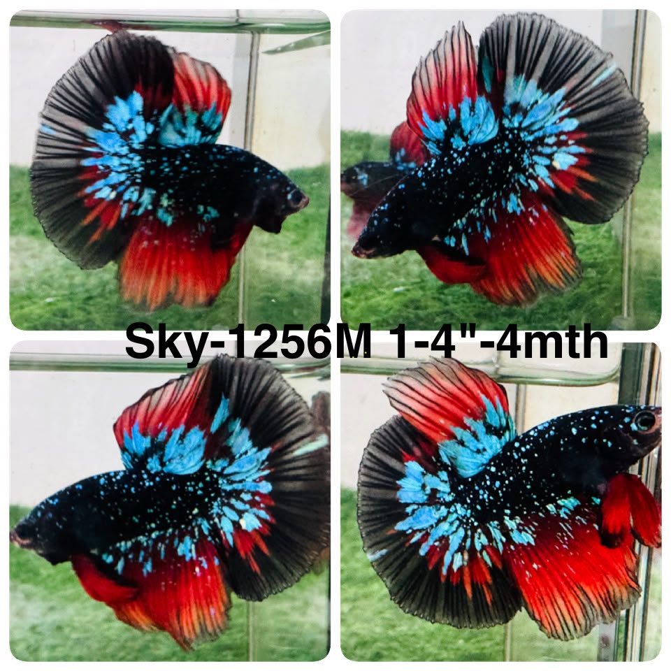 Live Male Betta Black Galaxy Avatar Halfmoon (Sky-1256) High quality What you see What you get!!