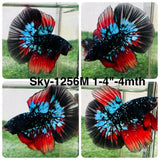 Live Male Betta Black Galaxy Avatar Halfmoon (Sky-1256) High quality What you see What you get!!