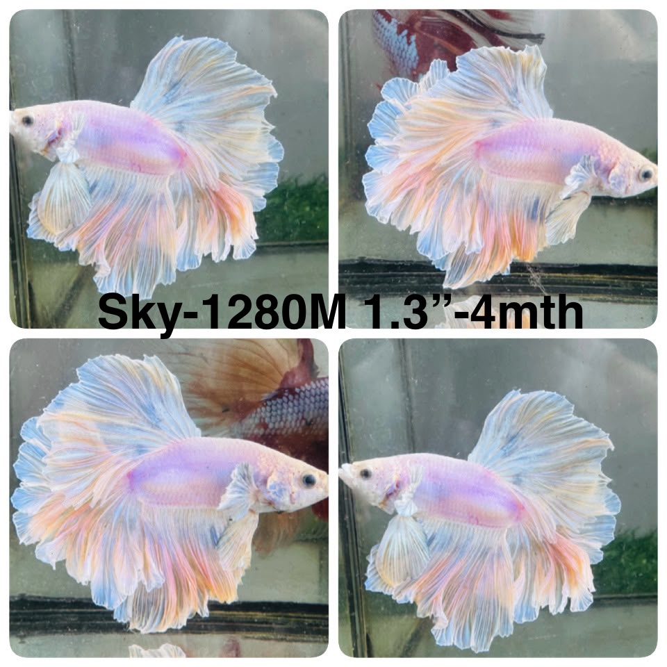 Live Male Betta Fancy Light Colors Halfmoon Rosetail (Sky-1280) High quality What you see What you get!!