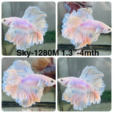 Live Male Betta Fancy Light Colors Halfmoon Rosetail (Sky-1280) High quality What you see What you get!!