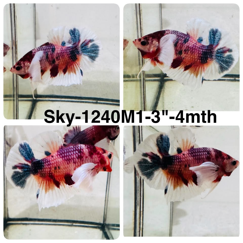 Live Male Betta Fancy Koi Dumbo big ear Plakat (Sky-1240) High quality What you see What you get!!