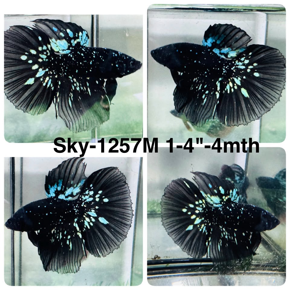 Live Male Betta Black Galaxy Avatar Super Delta (Sky-1257) High quality What you see What you get!!